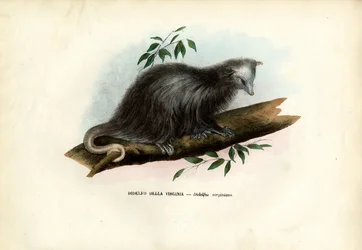 Virginia Opossum, 1863-79